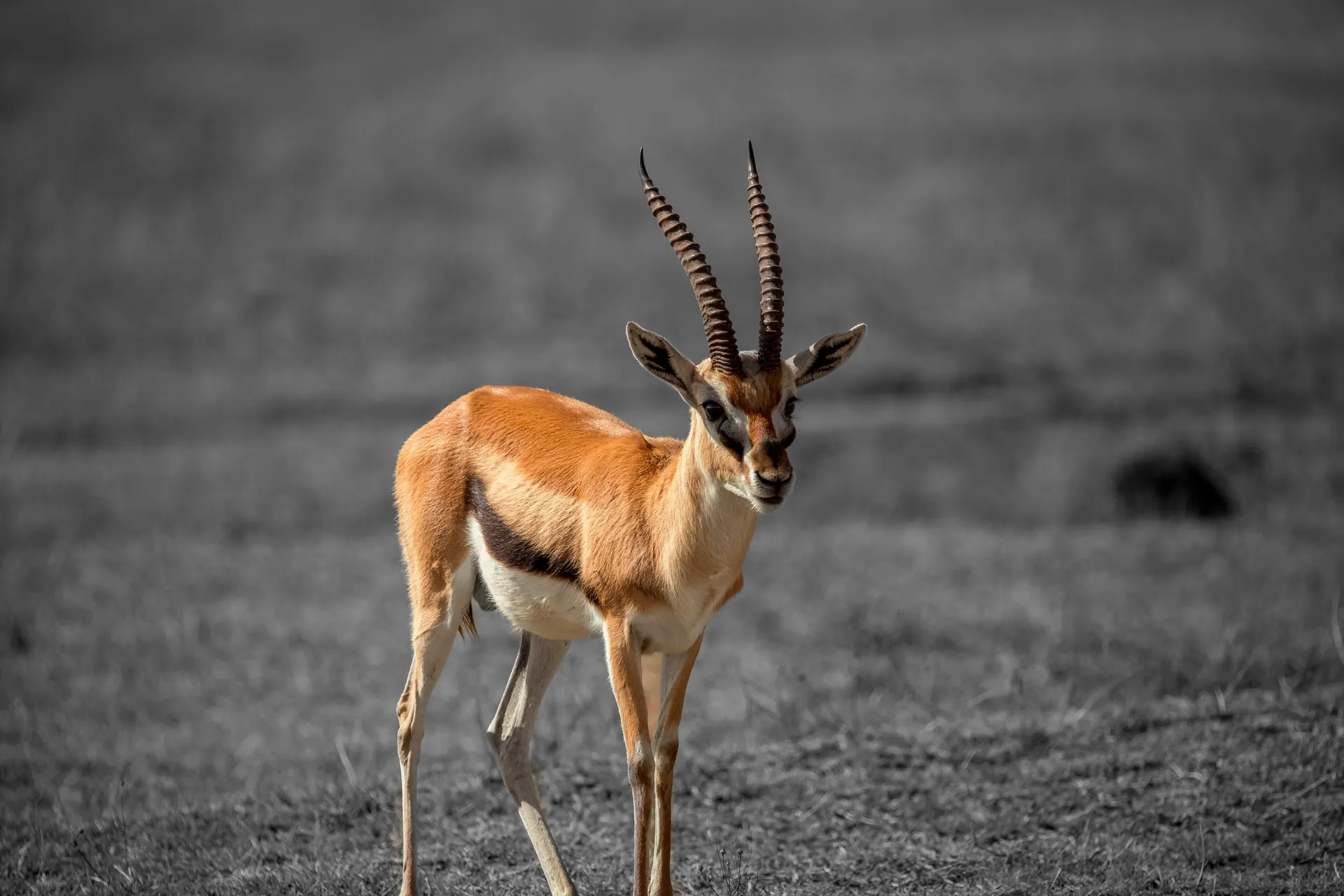 Wildlife in an East African safari landscape